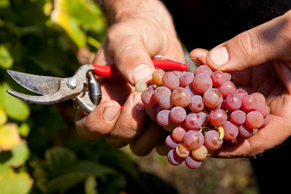 Vendange du Gewurztraminer