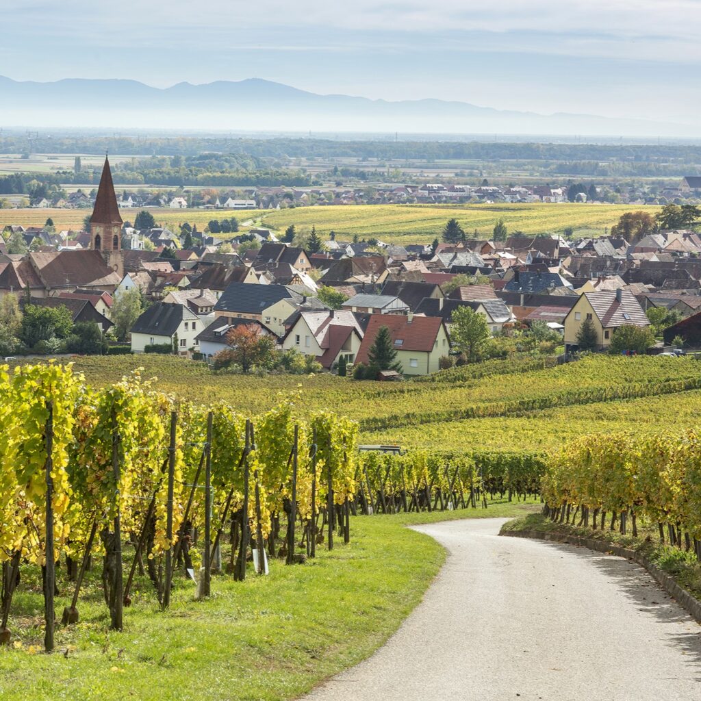 Vignes alsace