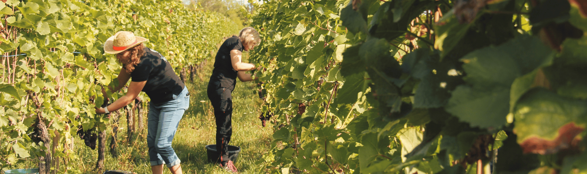 Etapes des vendanges