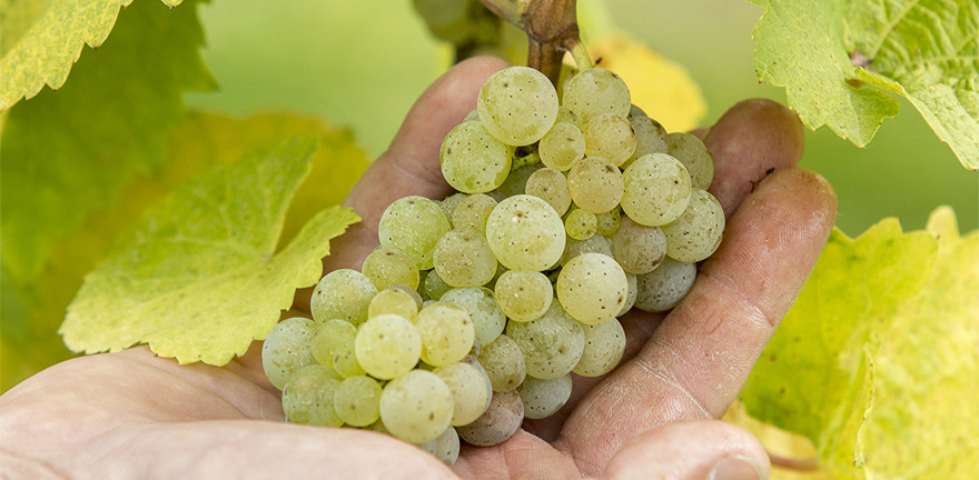 Vin Blanc d'Alsace : Gewurztraminer, Riesling, Muscat... | Arthur Metz