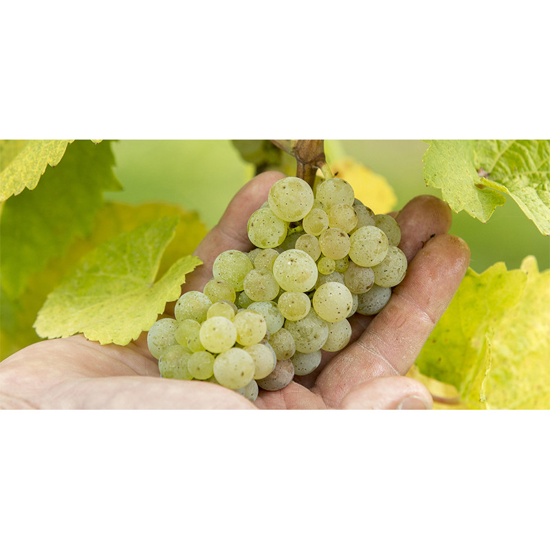 Vin Blanc d'Alsace : Riesling, Pinot Gris... | Arthur Metz