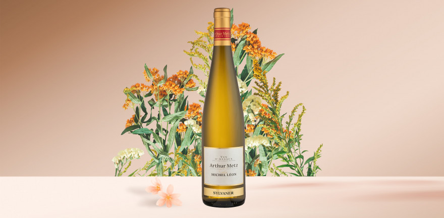 Vin Blanc d'Alsace Sylvaner | Arthur Metz